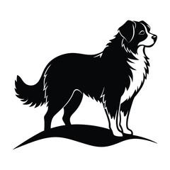 Bernese Mountain Dog on a Hill with Majestic Silhouette Isolated