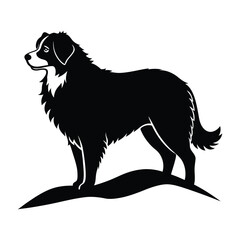 Bernese Mountain Dog Standing on a Hill Silhouette Isolated