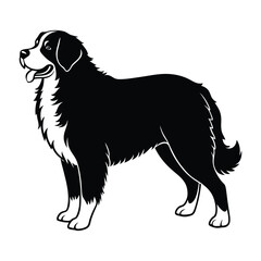 Bernese Mountain Dog Standing Proudly with Thick Coat Silhouette