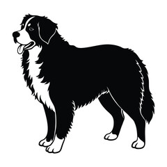 Bernese Mountain Dog Proudly Standing with a Thick Coat Silhouette