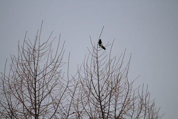 Eurasian magpie (Pica pica) in its natural environment. Group of Eurasian Magpies sitting on a tree
