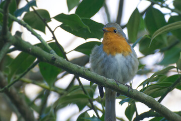 European robin (Erithacus rubecula) sitting on a tree branch in Zurich, Switzerland