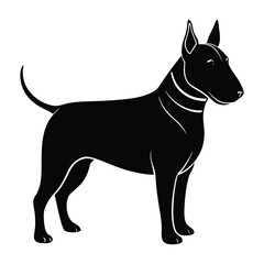 Bull Terrier Standing with a Strong, Compact Body Silhouette