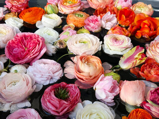 Beautiful flowers roses, ranunculus and tulips in the bath