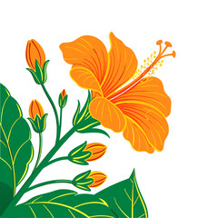 orange flowers on white background