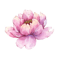 Pink peony flower with subtle watercolor details. Hand-painted watercolor illustration. Isolated element is ideal for home decor, feminine branding, floral stationery