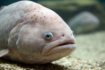 blobfish on underwater wildlife