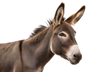 Curious donkey turning its head back in close-up farm animal portrait bright background, isolated on white or transparent background