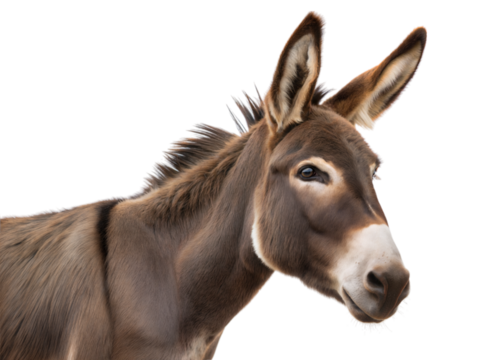 Curious donkey turning its head back in close-up farm animal portrait bright background, isolated on white or transparent background