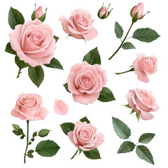 Beautiful Pink Roses with Leaves and Buds on a Black Background