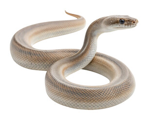 Fototapeta premium Gracefully coiled boa constrictor head lifted tropical forest wildlife photography close-up view, isolated on white or transparent background