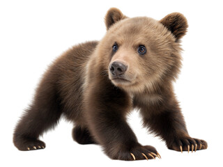 Playful grizzly bear cub pawing on the floor indoor setting adorable animal close-up, isolated on white or transparent background