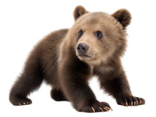 Playful grizzly bear cub pawing on the floor indoor setting adorable animal close-up, isolated on white or transparent background