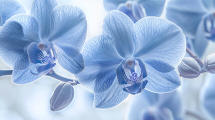 Delicate blue orchids in soft focus close-up showing intricate petal details. © connel_design