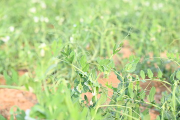 Pea plant in vegetable garden. The pea is small spherical seed or the seed pod of the pod fruit  pisum sativum. Each pod contains several peas, which can be green or yellow. Vegetable plant. 