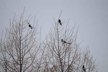 Eurasian magpie (Pica pica) in its natural environment. Group of Eurasian Magpies sitting on a tree

