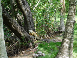 A green iguana that sometimes turns orange in Fairchild Tropical Botanic Garden in South Florida, USA