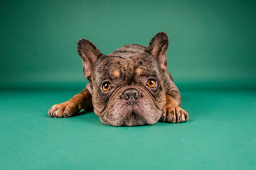 french bulldog in photostudio