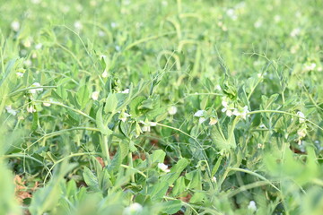 Pea plant in vegetable garden. The pea is small spherical seed or the seed pod of the pod fruit  pisum sativum. Each pod contains several peas, which can be green or yellow. Vegetable plant. 