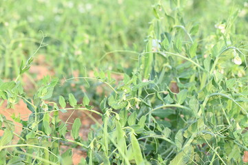 Pea plant in vegetable garden. The pea is small spherical seed or the seed pod of the pod fruit  pisum sativum. Each pod contains several peas, which can be green or yellow. Vegetable plant. 