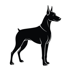 Doberman Pinscher Standing Alert with Strong Posture Silhouette Isolated