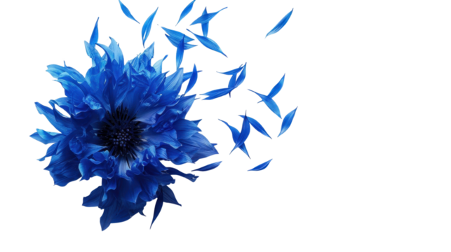 Blue flower losing its petals with transparent background