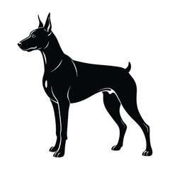 Doberman Pinscher with Strong Alert Posture Silhouette Isolated