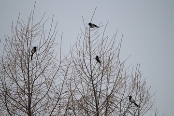 Eurasian magpie (Pica pica) in its natural environment. Group of Eurasian Magpies sitting on a tree
