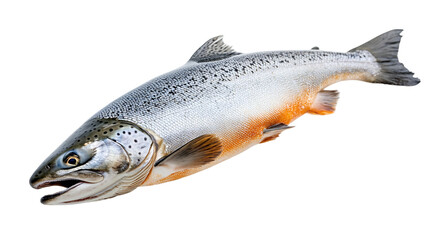 Obraz premium Orange-grey salmon fish animal isolated on transparent background, featuring fresh raw ocean food, highlighting marine aquatic wildlife and its healthy omega-rich properties.