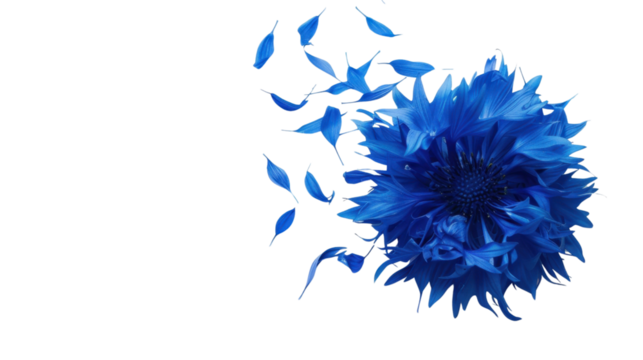 Blue flower losing petals on transparent background
