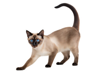 Obraz premium Siamese cat stretching with tail flicked indoor setting animal photography playful atmosphere, isolated on white or transparent background