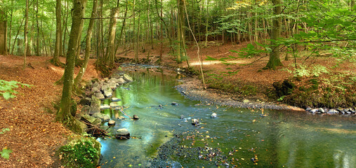 Ecology, river and trees with landscape, environment and water with countryside. Empty, forest and growth with nature, plants and sustainability with ecosystem, outdoor and tourism with earth day