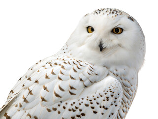 Obraz premium Majestic snowy owl in flight nature reserve wildlife photography close-up natural habitat, isolated on white or transparent background