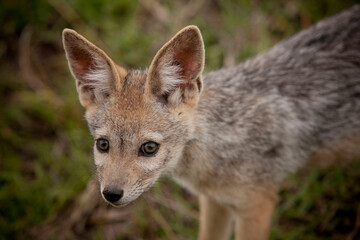 Chacal et ses petits