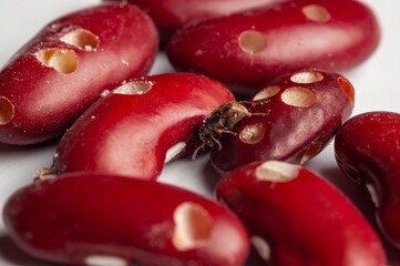 Close-up shows bean weevil damage to kidney beans, highlighting agricultural pest and infestation...