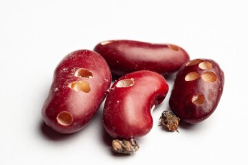 Close-up of kidney beans shows bean weevil damage, with holes and beetles, on a white surface.