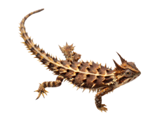 Action-packed horned devil lizard high angle view wildlife photography studio setting, isolated on white or transparent background