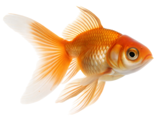 Goldfish swimming gracefully in aquarium vibrant underwater scene artistic perspective, isolated on white or transparent background