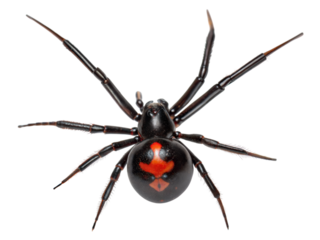 Black widow spider upside down with red hourglass close-up natural environment macro perspective, isolated on white or transparent background