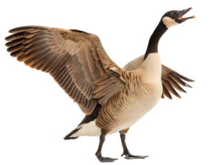 Canadian goose spreading wings and honking natural habitat wildlife photography open space, isolated on white or transparent background