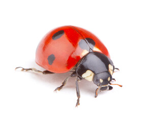 Ladybug on white background
