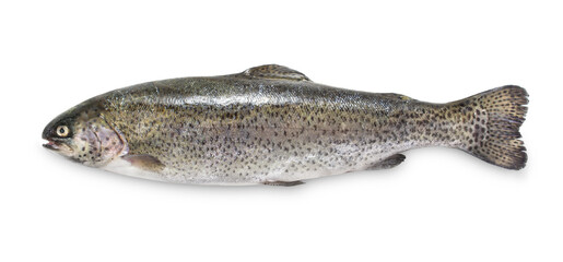 Rainbow trout on white background