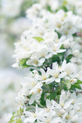 White blossoms on the tree under blue sky,