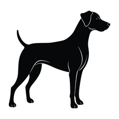 Dog with Floppy Ears Standing Calmly Silhouette on White Background