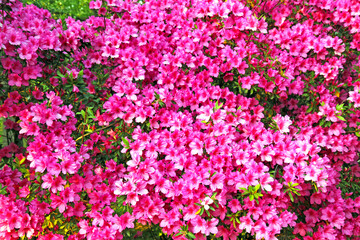 Lush pink azalea blooms in a spring garden.