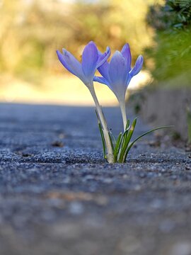 Zwei Krokusse auf Betonweg