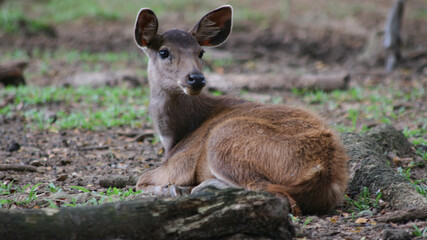 Fototapeta premium Red deer is looking at the camera. With big brown eyes and a sharp gaze.
