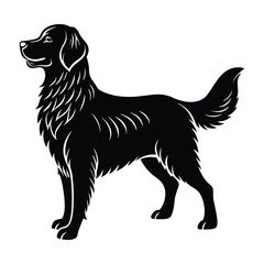 Golden Retriever Standing Proudly with a Fluffy Tail Silhouette on White Background