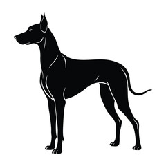 Great Dane Standing Tall with an Elegant Posture Silhouette on White Background