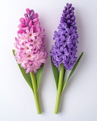 Fototapeta premium Captivating close up of vibrant pink and purple hyacinth flowers against a clean white background showcasing delicate petals and fresh green leaves